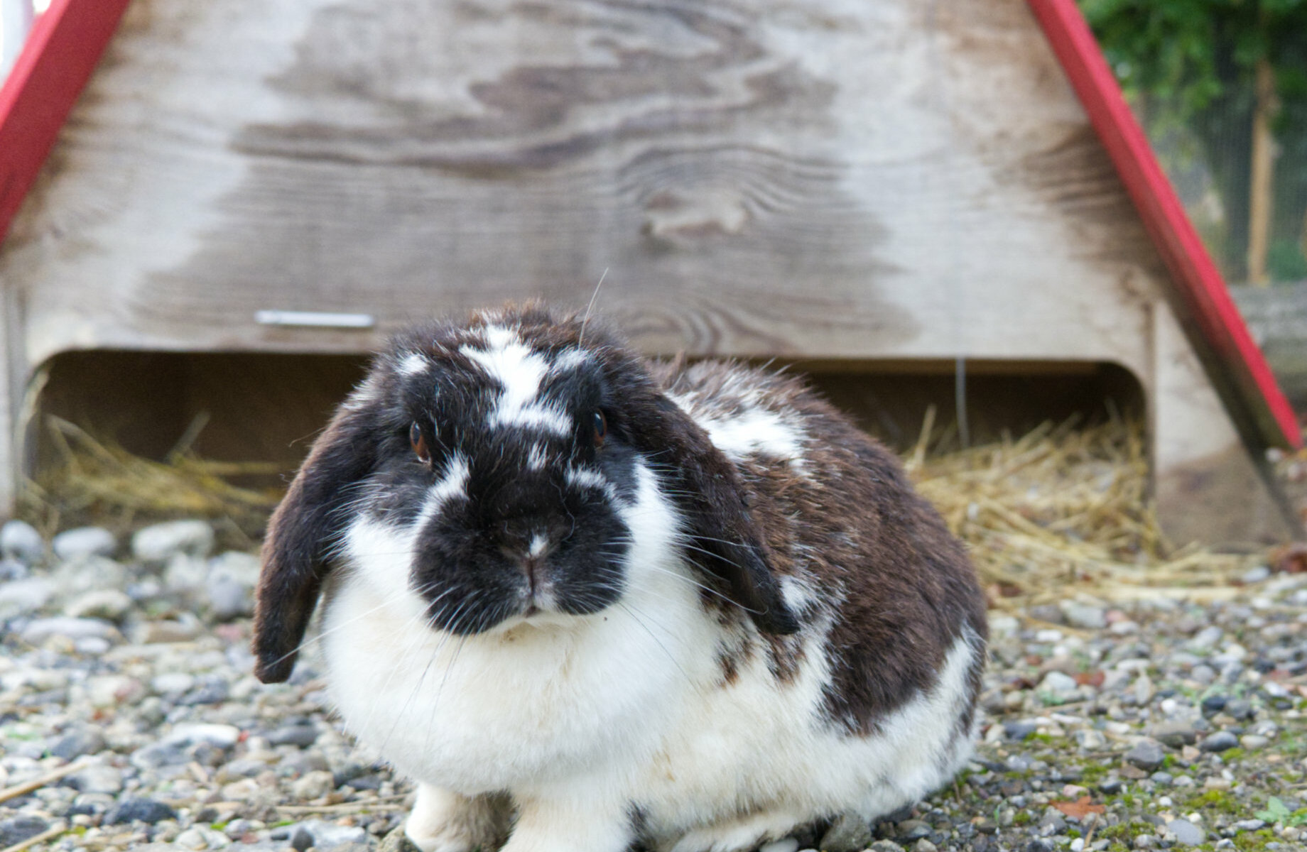 Hase web2